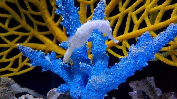 泰国普吉岛海水中的海马和五颜六色的珊瑚
