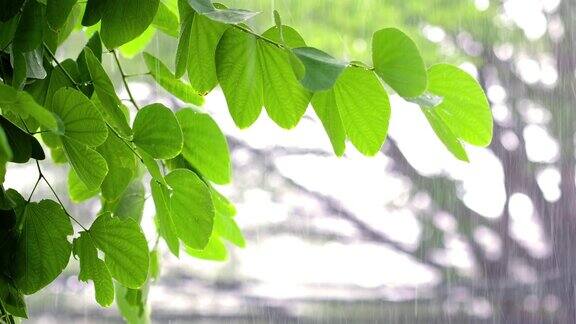 花园里的雨天