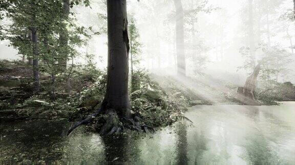 湖在黑暗中巍峨的常绿森林中