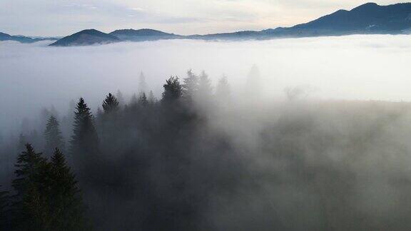 松树林雾云下降空中俯视图无人机4K视频