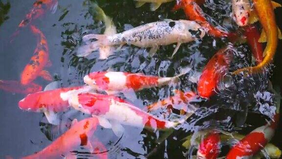 花式鲤鱼或锦鲤在池塘里游泳