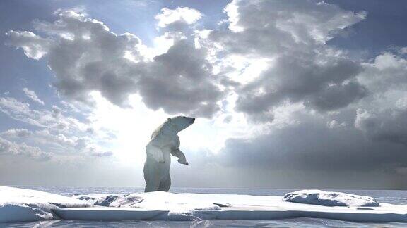 北极熊在北极用两条腿站立