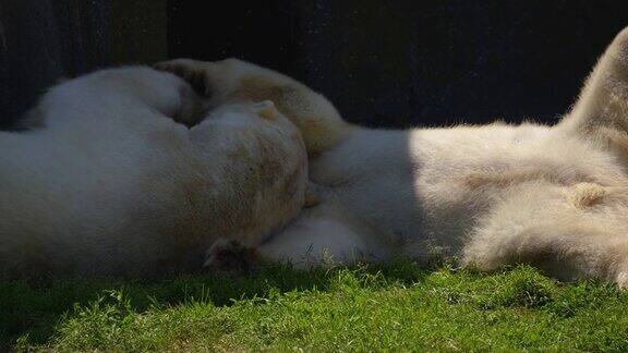 两只北极熊在近距离玩耍动物的行为
