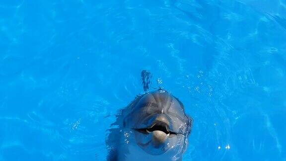 友好的海豚跳出水面进行交流
