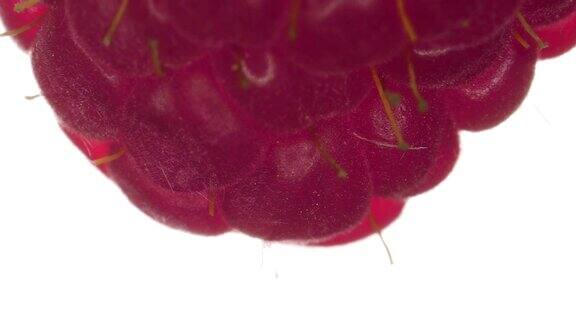 微距镜头上的紫色覆盆子的细茎
