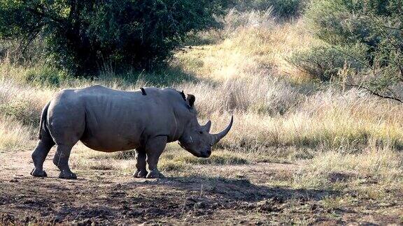 白犀牛南非野生动物狩猎