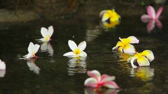 在泰国的雨季雨点落在地板上上面有五颜六色的花朵