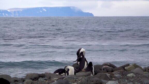 有几只企鹅站在海边的岩石上有的躺下睡觉有的站起来睡觉有的在梳理自己的羽毛