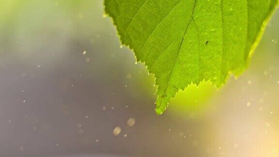 SLOMO绿叶在雨中在一个晴朗的日子