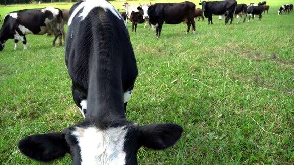 牛在草坪上嚼着、摆着姿势、沉思着