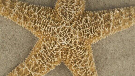 旋转一个贝壳躺在沙滩上的特写海贝纹理