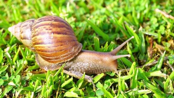 蜗牛在草地上缓慢地移动