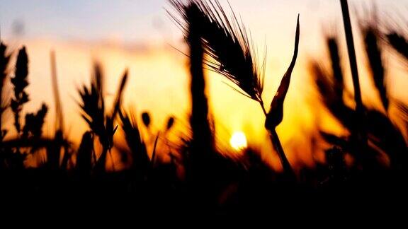 小麦的落日剪影