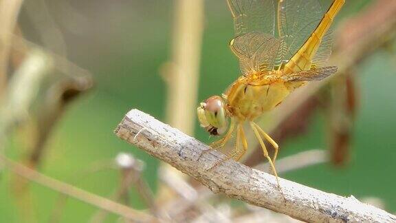 湿地上金蜻蜓在吃树枝上的小昆虫