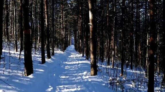 在大雪纷飞的冬天走在树林里定格镜头拍摄