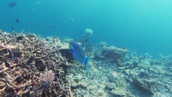 马尔代夫有热带鱼类的珊瑚礁