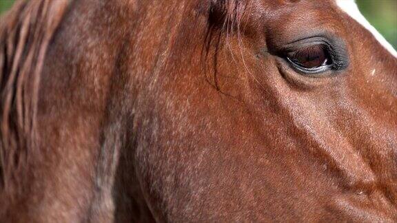 近距离的肖像美丽的棕色马的头和眼睛