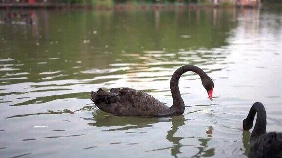 黑天鹅在湖里游泳觅食