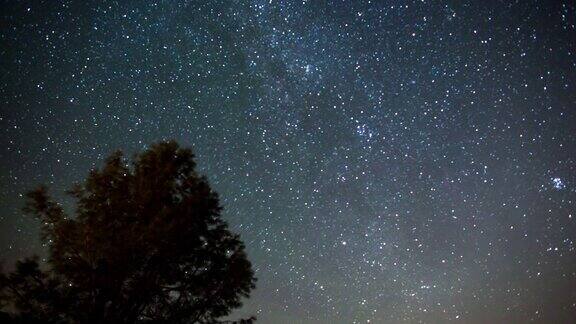 银河夜空-在树梢之上