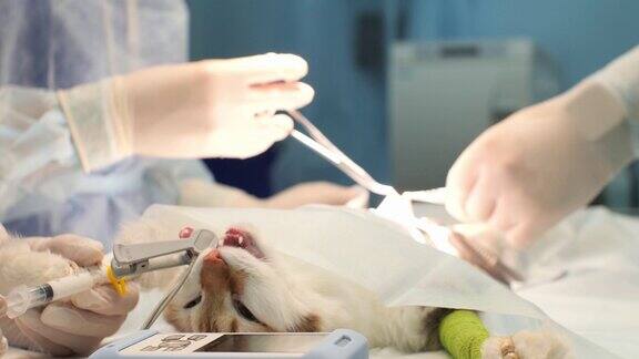 兽医在兽医诊所的外科手术中为猫进行阉割专业兽医为宠物做腹部手术