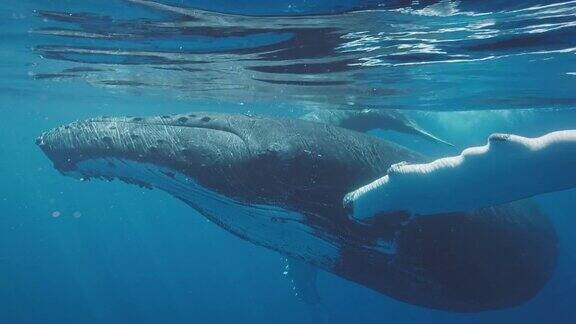 座头鲸在海洋中游泳的惊人水下视图