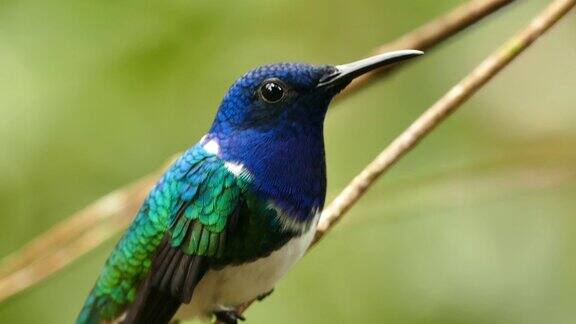 蓝色和绿色蜂鸟上半身的特写