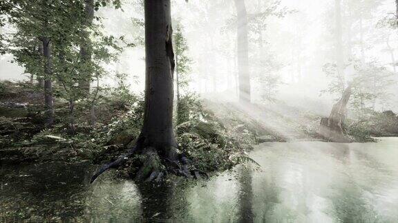 森林里有雾的池塘