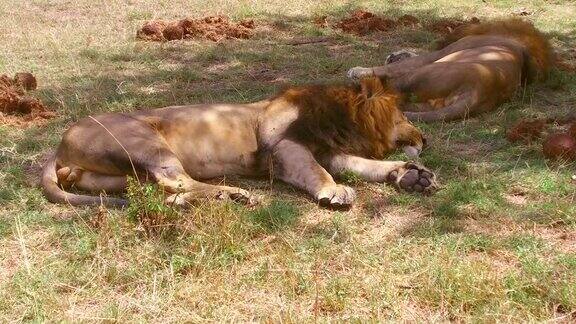 在非洲热带草原上睡觉的雄狮