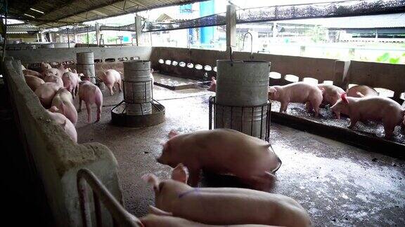 4k视频场景群年轻的猪在工厂猪场一起奔跑和玩耍家畜和家畜