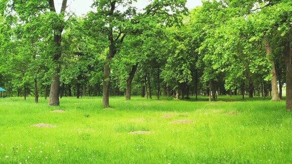 在有橡树的公园里散步绿色的温暖的夏天
