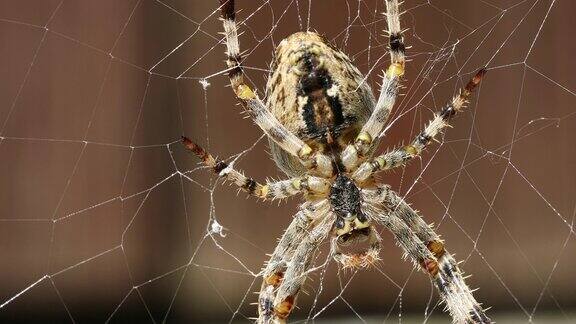 花园十字蜘蛛坐在网上