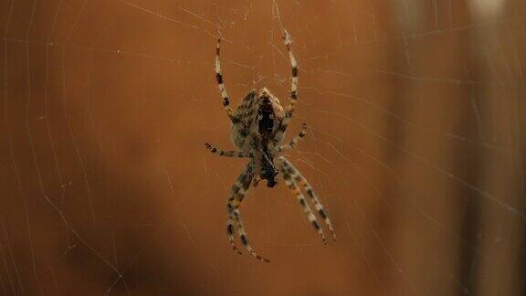 网上的大蜘蛛吃东西