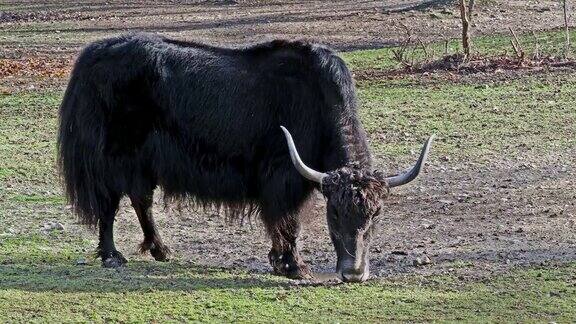 家牦牛是一种长毛的家养牛
