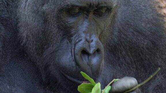 特写大猩猩咀嚼和吃树叶在非洲