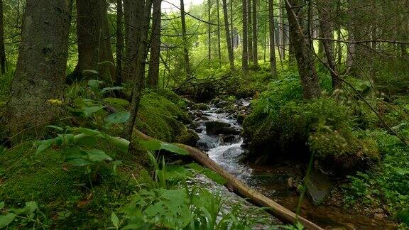 森林里有清澈的山溪