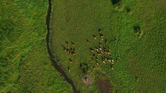在田野的草地上吃草的肉牛