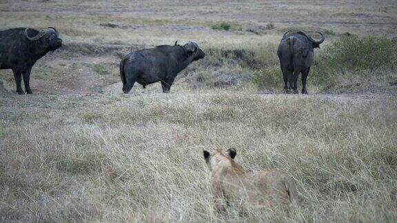 在肯尼亚马赛马拉三只非洲水牛看着一头狮子跟踪他们