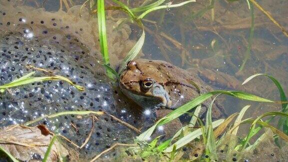 普通蛙(Ranatemporaria)又称欧洲普通蛙在湖中产卵的一种山蛙