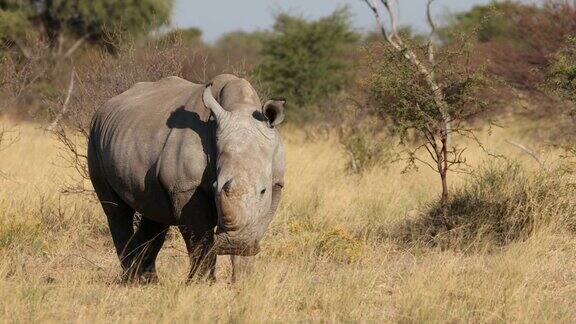 南非自然栖息地的濒危白犀牛
