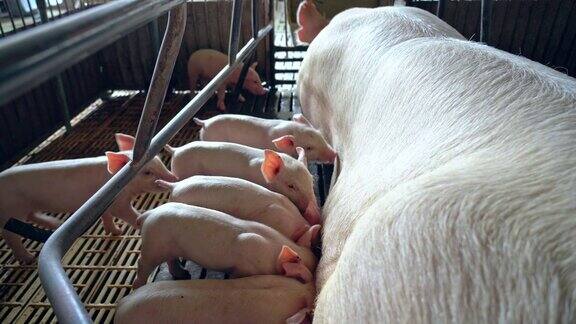 4k视频场景的婴儿仔猪吮吸从它的母亲猪在工厂养猪场家畜和家畜概念