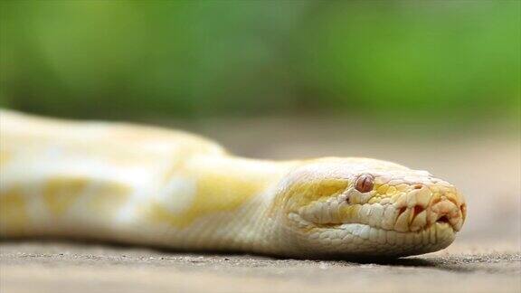 蛇Python