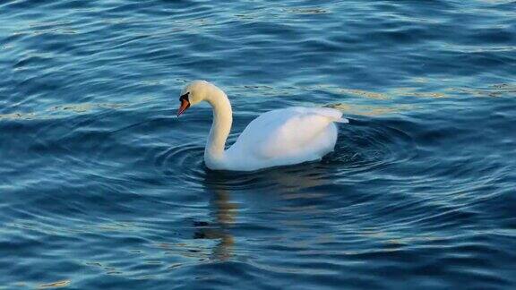 在瑞士苏黎世湖的水面上漂浮着一只白天鹅