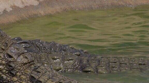 鳄鱼在自然公园的河里吃东西