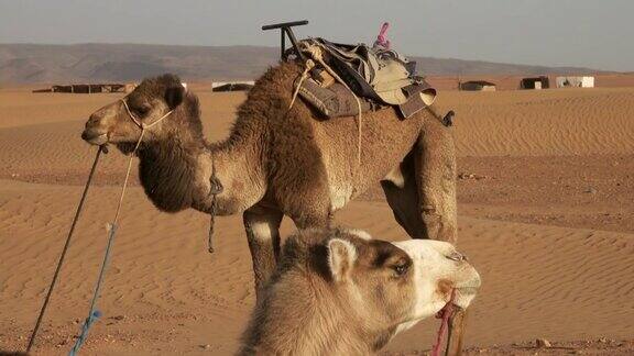 两只骆驼在撒哈拉沙漠休息