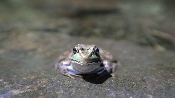 一只青蛙坐在水里的特写