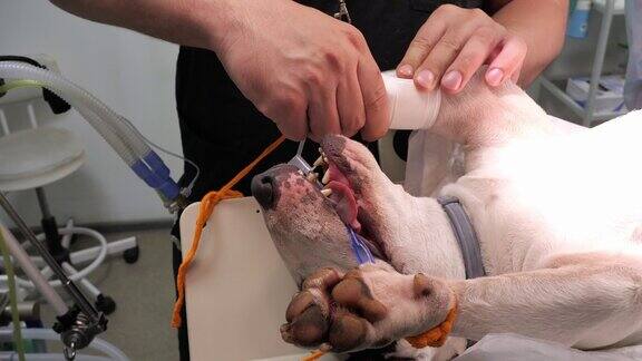 兽医麻醉师将血压计袖口套在被麻醉的狗的爪子上一只气管插管的狗在气体麻醉下躺在手术台上狗被麻醉