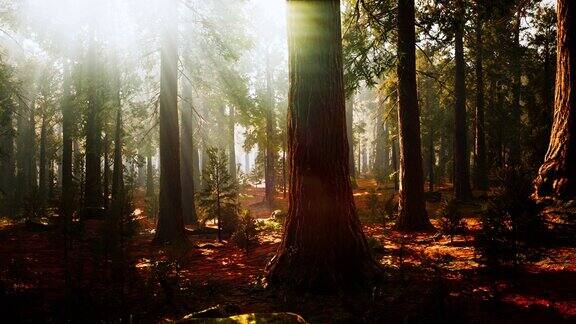 红杉国家公园巨大树林中的巨红杉