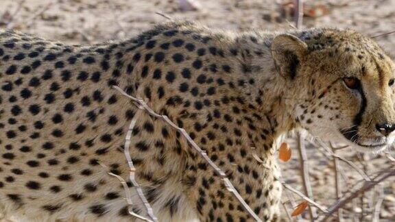 CU猎豹跟踪纳米比亚非洲