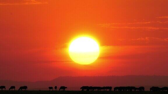 非洲水牛syncerusCaffer日落马赛马拉公园在肯尼亚实时4K