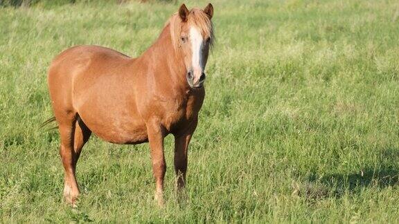 美丽的栗色马在绿色的田野上吃草草地上的种马